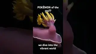 Pok&eacute;mon of the Sea?? #colorfulsealife #wildlife #colors #marine #animals #marinebiology #documentary