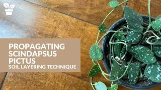 Scindaupsus Propagation | Soil Layering | Plant Propagation without Cuttings