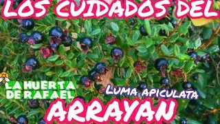 Los cuidados del Array&aacute;n o mirto Chileno|&bull;|[ Luma apiculata]|&bull;|El cultivo del Array&aacute;n|&bull;|6TaTemporada