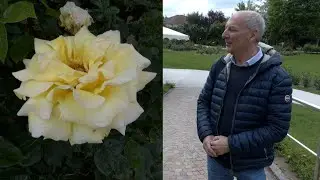 Induno Olona: sbocciano le rose. E la comunit&agrave; fa festa