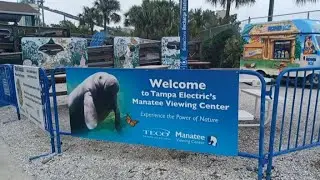 Manatee watching!