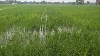 DSR method of Paddy 