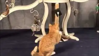 Kitty Connection&reg; Flying Feather