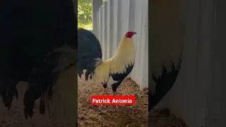 Patrick Antonio Grey #shortvideo