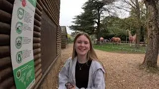 Twycross Zoo Monkeys 