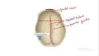 internal surface of cranial vault#anatomy #dentalstudent #medicalstudent #neetpg