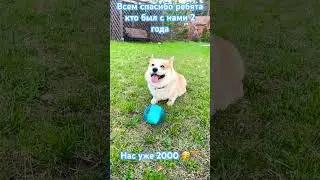 Корги Максяш и благодарность за 2000 подписчиков !!! #cute #funny #dog #doglover #lovedog #corgi