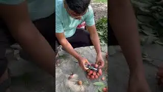 Litchi size measurement..