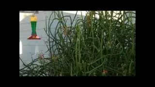 Chickbit's  Hummingbirds Videos  #1