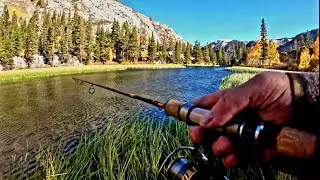 Stocked Trout SMASHES Thomas Bouyant Spoon | Bishop Creek Canyon Eastern Sierra