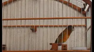 PINTAGOL VERMELHO CANTANDO