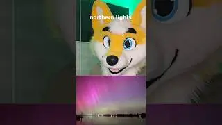 Northern Lights 🌌✨  #furry #shorts #fursuiters #fursuit #furries #fursona