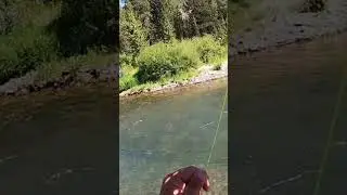 Catching a Bull Trout on a hopper dropper!