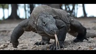 Top 10 Most Furious Animals in the Wild!