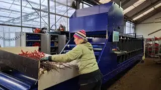IRISS Universal sorting machine