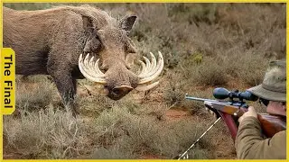 Amazing Scenes From Wild Boar Hunting - American Sniper Top 30 Shots! | Farming Documentary