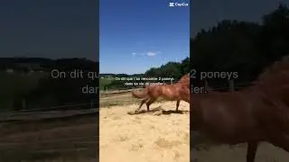 ❤️❤️❤️#cheval #montage #poney #love #&eacute;quitation #pony #video #cute