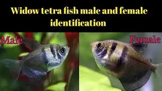 Difference between male and female Widow tetra fish
