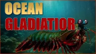 The Secret Power Hidden Inside the Mantis Shrimp
