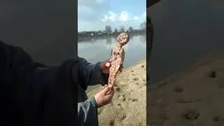 Black Magic At It's Peak In Kashmir A Clip From Noor-bagh Srinagar | Kashmiri Tik tok video