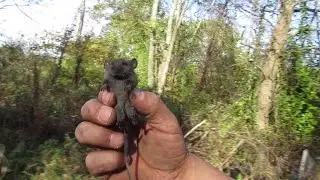MOUSE WHISPERER!!!