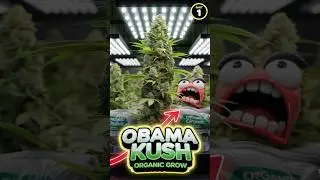 GROWING 1LB of OBAMA KUSH in ORGANICS?! 🌱🔥  (PART 1)