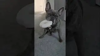My Dog's Sweet Obsession: The Donut Toy Delight! 🍩🐶 #dog #donuts #youtubeshorts