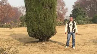 Chambiali folk