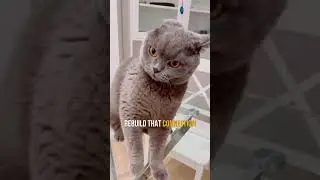 Discipline A Cat Without Losing Their Trust!❤️