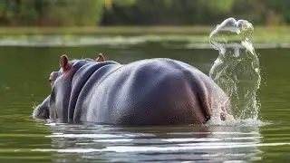 Hippo's Farting