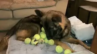 Floppy ear German Shepherd dog ￼