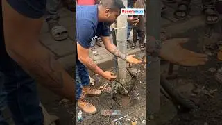 Bandra locals rescue a 3-foot Indian Rock Python