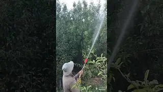 spray in apple and pear tree 🍎🍐#spray#oil#water#chemical#apple#pear#fruit#yummy#farming#machine#fyp