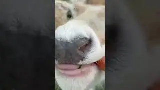 🦌 Cute Deer Steals My Carrot! 🥕 (Caught on Camera)