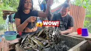 🛑 nos fue 😱😱bien en la pesca muchos guabinas agarramos(:aventuras intipuqueñas 503:)