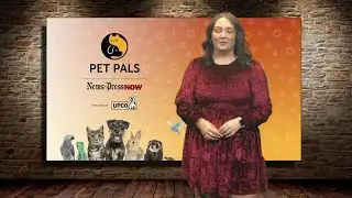 Pet Pals: St. Joseph Animal Shelter highlights a sweet dog 'Bambi'