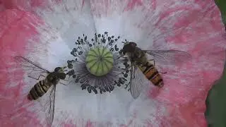 Disrot Oasis Blossom Tree Spring Nature Coffee Brewing Coffee Parrot Bird Beak Feathers