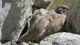 Lagopus leucurus in Whistler mountain