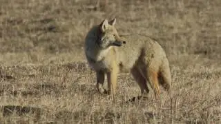 Top 10 Wildlife Photography Hotspots &ndash; NoseHill