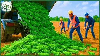 Billions of Locusts Harvested for Food Every Year &ndash; Insect Farming Factories | AGROFORESTRY TECH