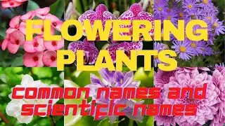 Flowering Plants Found in the Philippines and other Tropical Countries