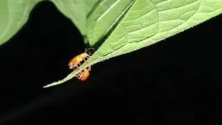 Red soldier beetle