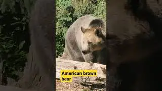 American brown bear