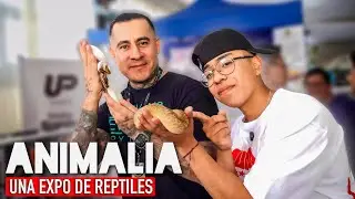Expo ANIMALIA México 2024 | Una exposición llena de REPTILES 👀🦎