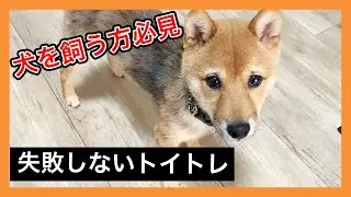 【トイレトレーニング】犬を飼う方必見！！！失敗しないトイトレの方法解説【しつけ】