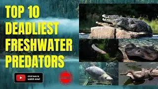 Top 10 Deadliest Freshwater Predators You Don't Want to Encounter