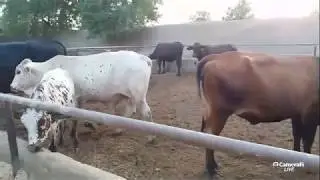 Dairy Farm Master Shafique Ur Rahman LEARNWITHIMRAN's broadcast
