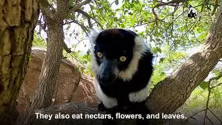 Black-and-white ruffed lemurs