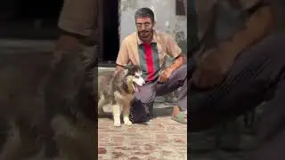 #dogbreed #doggielife #puppies #trending #viralshort #husky #shitzupuppies #punjabi #canada #usa