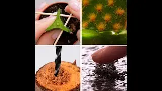 🌳Grow your garden with a trick that will leave you speechless!✨